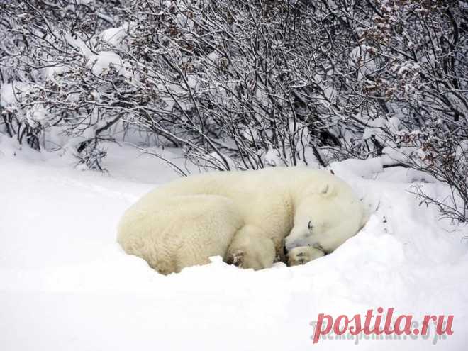 Животные, которые видят снег впервые в жизни. Эти волшебные фото подарят вам зимнее настроение!