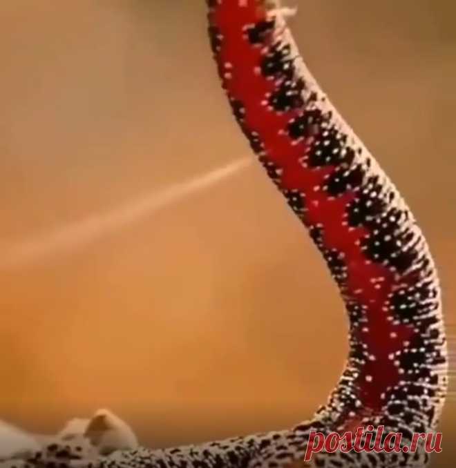 Золотохвостый геккон, родом из Австралии, при угрозе выстреливает из своего хвоста липким, дуроно пахнущим веществом.