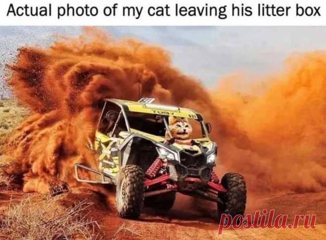 CyBeRGaTa - Cats, Memes, New Mexico