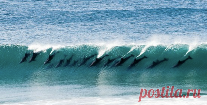 стая дельфинов в гребне волны