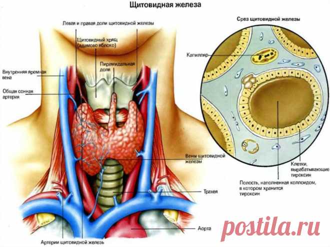 10 признаков того, что надо проверить щитовидную железу! Скрытый враг — гипотиреоз