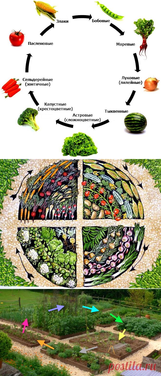 Севооборот, или Что после чего сажать в огороде