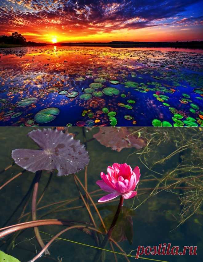 Озеро лотосов: болото фламинго-розового цвета (Таиланд)