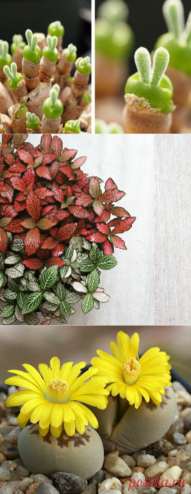 12 самых красивых и неприхотливых комнатных растений, которые сделают ваш дом уютнее