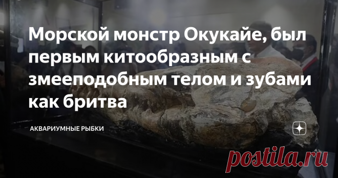 Морской монстр Окукайе, был первым китообразным с змееподобным телом и зубами как бритва И снова здравствуй дорогой мой друг, любитель необычных подводных обитателей и аквариумных рыбок. В подводном мире самыми громадными творениями матушки природы являются киты. Их мы привыкли считать милыми и безобидными созданиями, которые не причиняют вреда человеку, ну за исключением кашалота. Но недавно палеонтологи из Перу копаясь в пустыне Окукахе развеяли этот миф, ведь они нашли ...