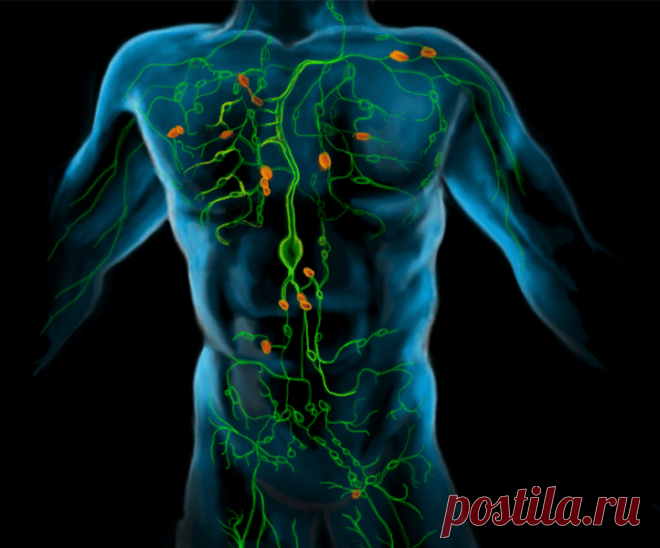 Чистим лимфу! Очищение по методу Шрота... - Познавательный сайт ,,1000 мелочей