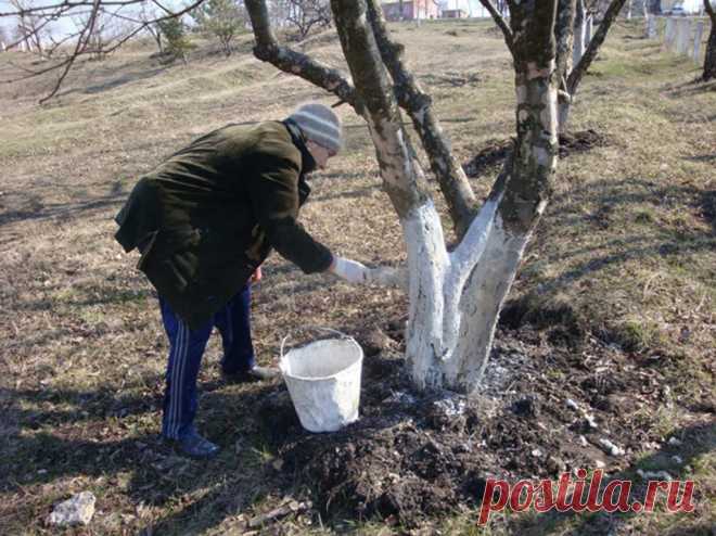 Уход за садом в ноябре: работы на дачном участке