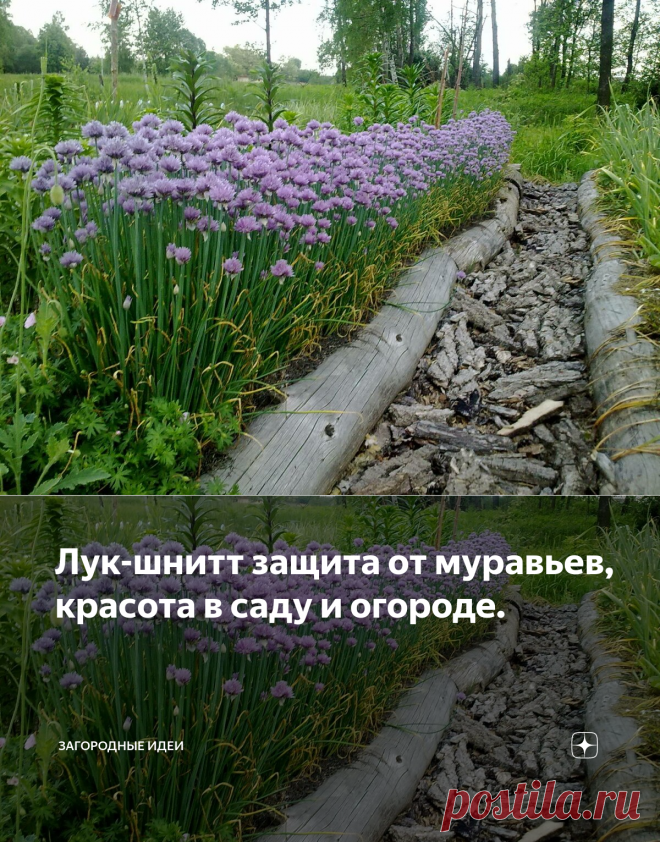 Лук-шнитт защита от муравьев, красота в саду и огороде. | Загородные идеи | Яндекс Дзен