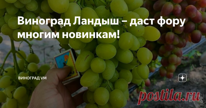 Виноград Ландыш – даст фору многим новинкам! Здравствуйте с Вами снова Владимир Маер. Сегодня я расскажу Вам об урожае винограда сезона 2021 года. А именно, я расскажу Вам об урожае и особенностях винограда Ландыш. Данная гибридная форма винограда была выведена известным селекционером Загорулько Виталием Владимировичем. Получена она была путём скрещивания винограда Талисман и винограда Кишмиш Лучистый. В итоге получился очень перспективный виноград с кустами обладающими бо...