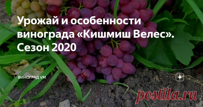 Урожай и особенности винограда «Кишмиш Велес». Сезон 2020 Урожай и описание винограда Кишмиш Велес