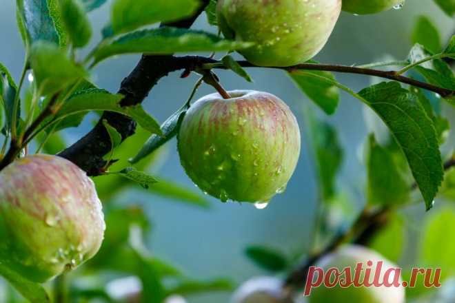 Чем обработать яблоню от парши осенью | 7я.ру | Дзен