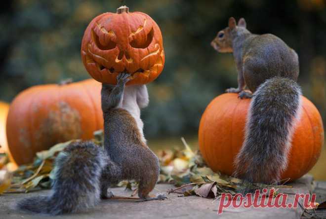 Хеллоуин у животных | ФОТО НОВОСТИ