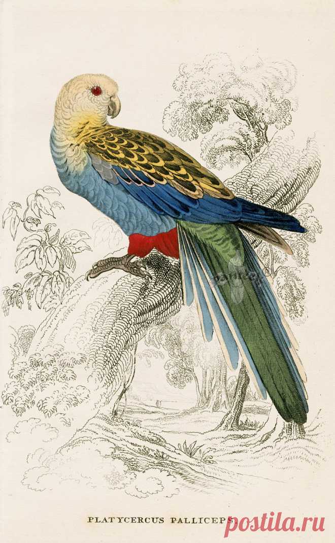 Edward Lear Parrot Prints from Natural History of Parrots 1842