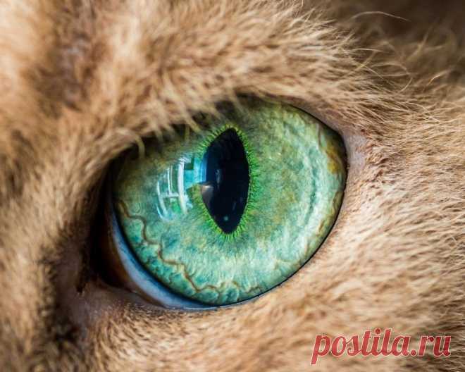 Завораживают своей уникальностью… Глаза кошек в объективе Эндрю Марттила (Andrew Marttila)