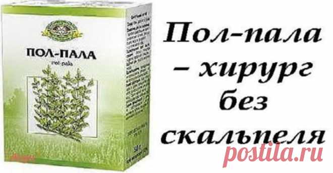 Пол-пала — чудо трава! Узнайте, почему она так полезна Без преувеличения можно сказать: пол-пала способна заменить целую аптеку!