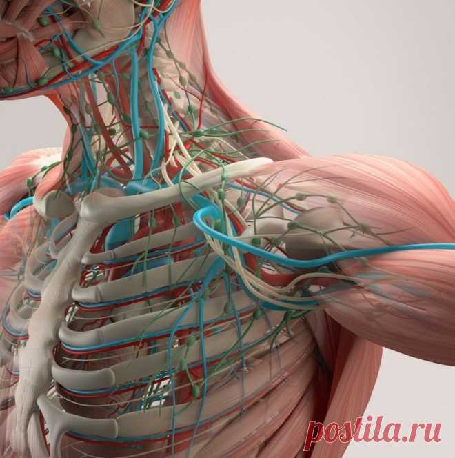 Как почистить лимфу в домашних условиях? | Всегда в форме!