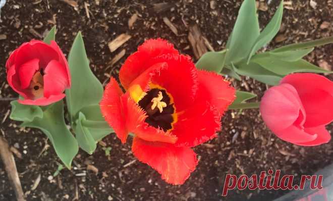Не трогайте тюльпаны после цветения, пока не прочтете 5 советов опытного цветовода | Зелёные истории | Яндекс Дзен
