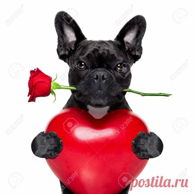 Valentines Bouledogue Français Chien Dans L'amour Tenant Une Rose Rouge à La Bouche Et De La Détention, Un Grand Coeur, Isolé Sur Fond Blanc Banque D'Images Et Photos Libres De Droits. Image 43805960.