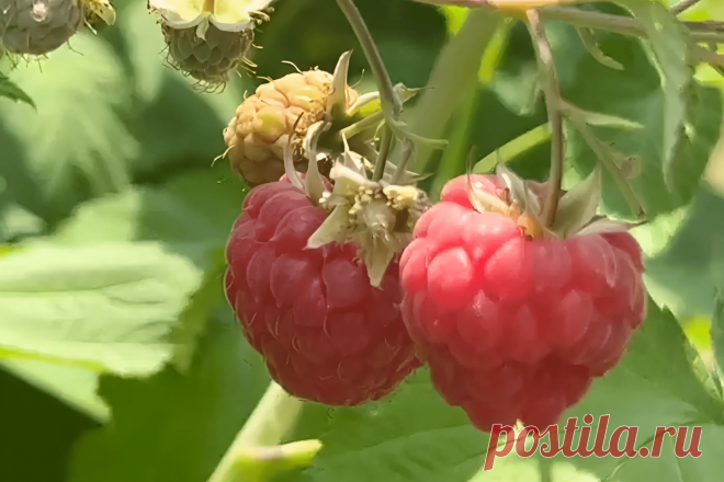 Обрезка малины: важные шаги правильной обрезки малины &#8211; Agro-Info