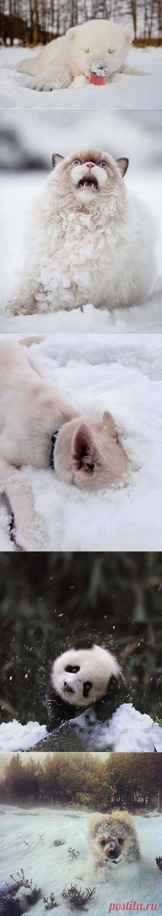Животные, которые видят снег впервые в жизни. Эти волшебные  подарят тебе зимнее настроение! | Все о наших питомцах