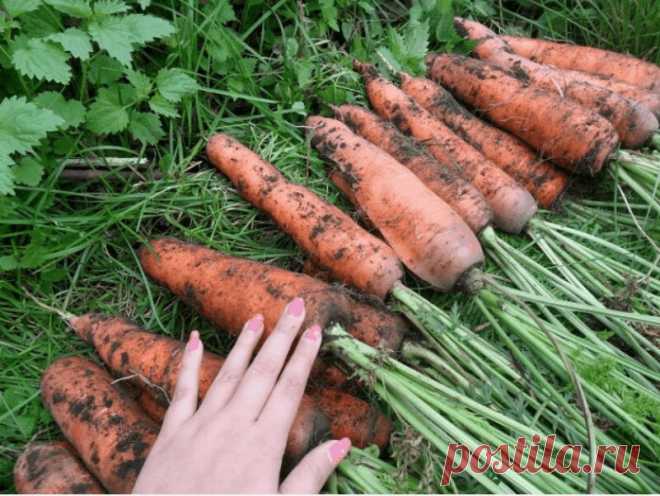 Чем подкормить морковь в августе, чтобы получить Красивую,ровную и крупную морковь | Люблю свою дачу | Яндекс Дзен