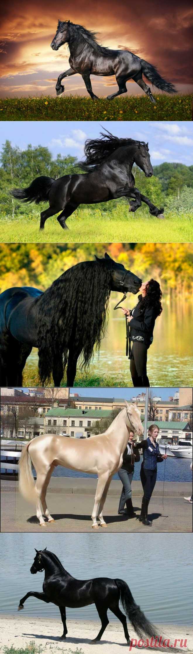 Самые красивые породы лошадей | ТАЙНЫ ВСЕЛЕННОЙ