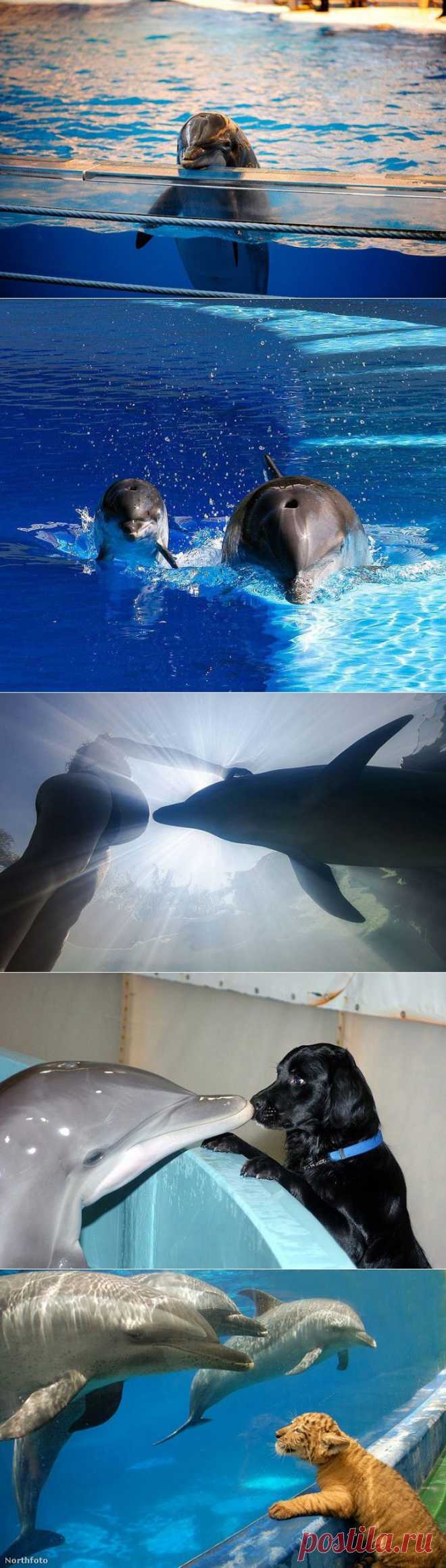 Удивительные факты о дельфинах |