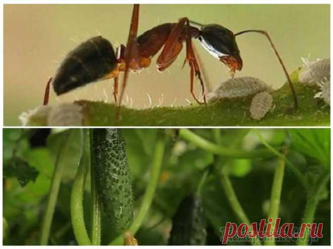 Как избавиться от муравьев на огурцах
