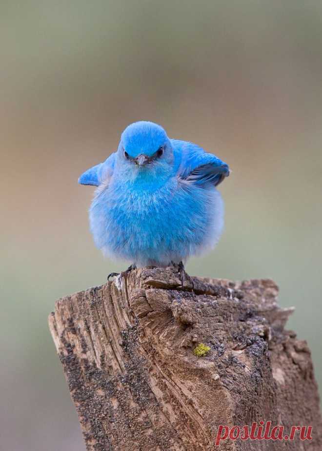 Mountain Bluebirds - FM Forums