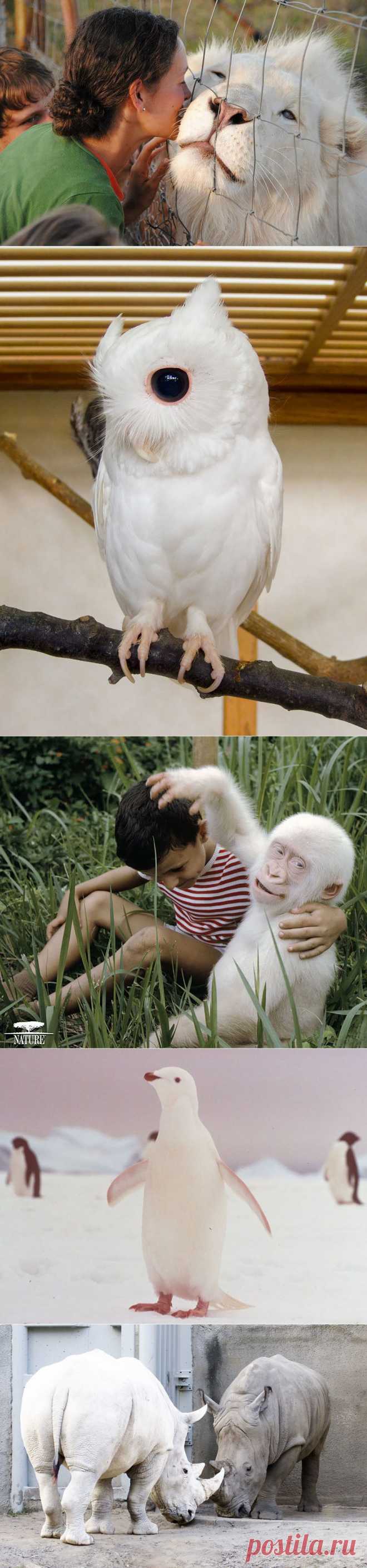 21 шикарный кадр с животными-альбиносами | Дай лапку