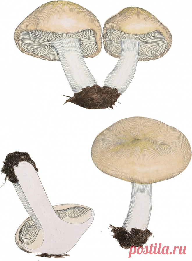 Майский гриб - Цель для весенней 