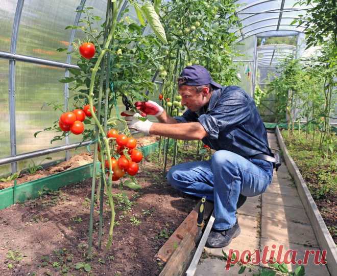 Чтобы помидорчики были крупными и не трескались - Стильные новости