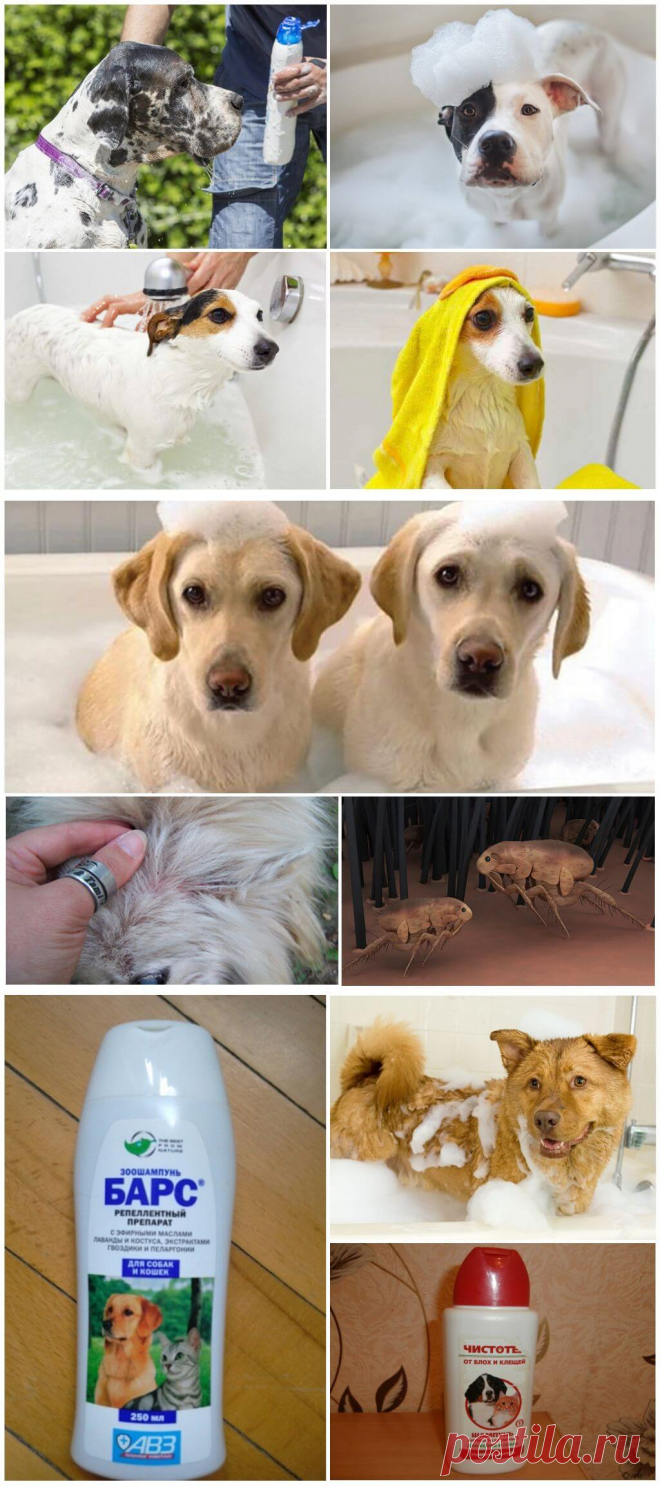 Шампуни для собак от блох и клещей – обзор и отзывы