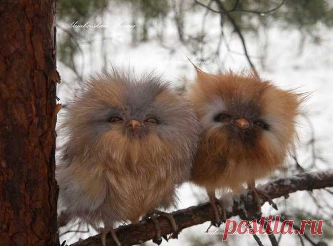very rare red owl - Hledat Googlem