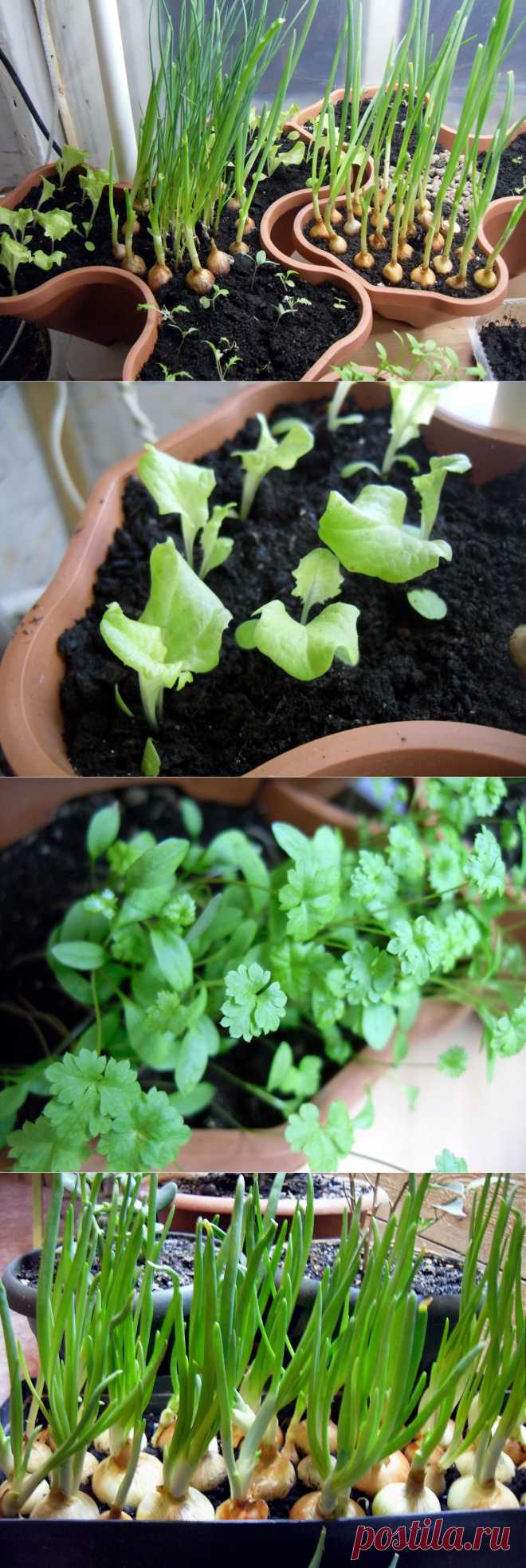 5 видов зелени, которые легко вырастить на подоконнике / Журнал садовода  MarinaGerasimenko / 7dach.ru