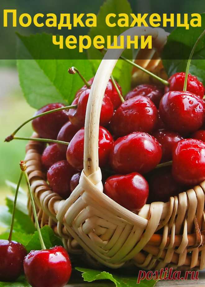 Не знаете, как правильно посадить черешню? Воспользуйтесь этими советами – и вам удастся обзавестись плодоносящим деревцем.