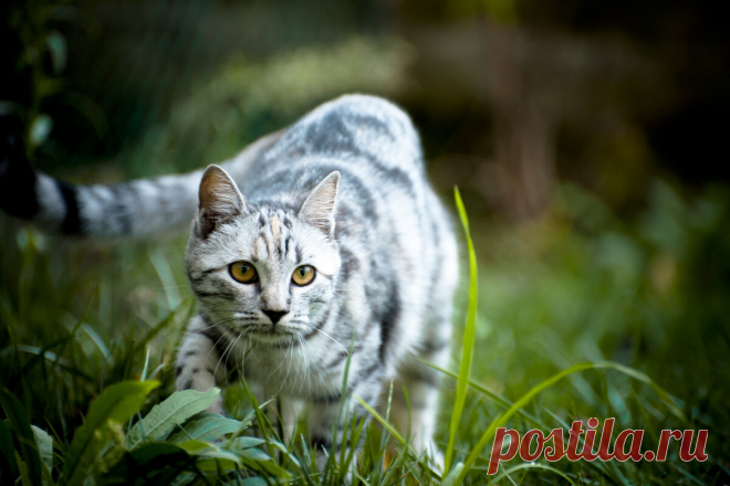 Кошки должны жить в доме и не выходить на улицу | Дикий Юг - природа Кубани | Яндекс Дзен