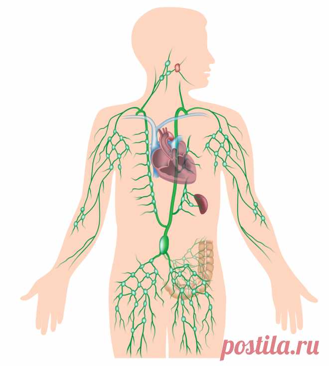 Лимфатическая система человека: строение и функции