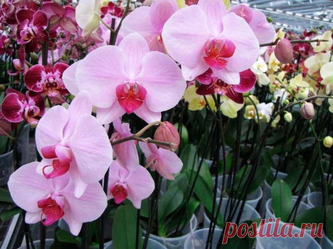 Орхидея фаленопсис: как ухаживать круглый год. Самый подробный план