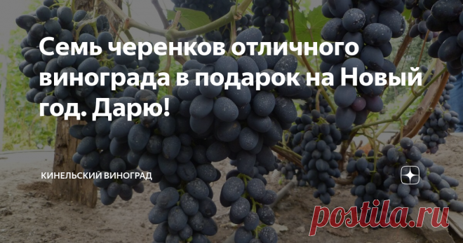 Семь черенков отличного винограда в подарок на Новый год. Дарю! Виноград солнечная винограда, которая приносит в жизнь виноградаря море счастья и удовольствия, которым хочется делиться!
Сейчас канун Нового года, и я уверена, что каждый, кто, как и я увлечен и вдохновлен этим прекрасным растением, не откажется от маленького, но симпатичного подарка в виде черенка какого-нибудь замечательного сорта или великолепного гибрида.
У меня накопилось! У меня есть