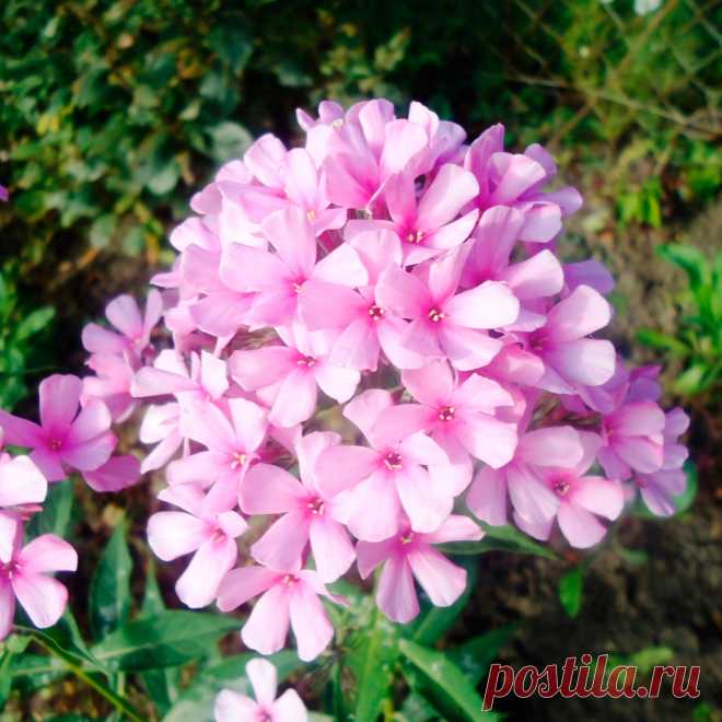 Многолетний садовый цветок Флокс (Phlox). Семейство: синюховые (Polimoniaceae)

Многолетнее или однолетнее травянистое растение, реже полукустарник с ветвистыми стеблями и цветками разнообразных окрасок, собранными в рыхлые метельчатые или щитковидные соцветия. Разные виды цветут с мая по сентябрь.

Основные виды
Из многолетних видов наиболее распространены: ф.метельчатый (Ph.paniculata) - корневищное растение высотой 50-150 см, цветки самых разнообразных окрасок, до 3 см в диаметре.