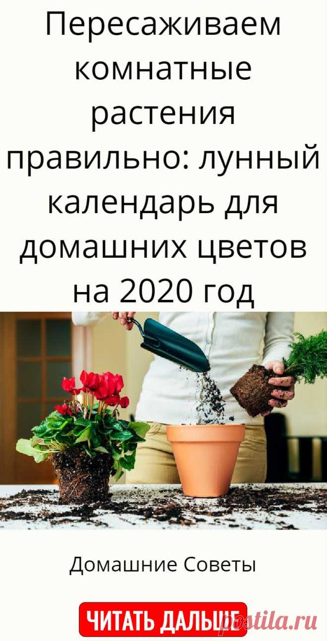 Пересадка 2020