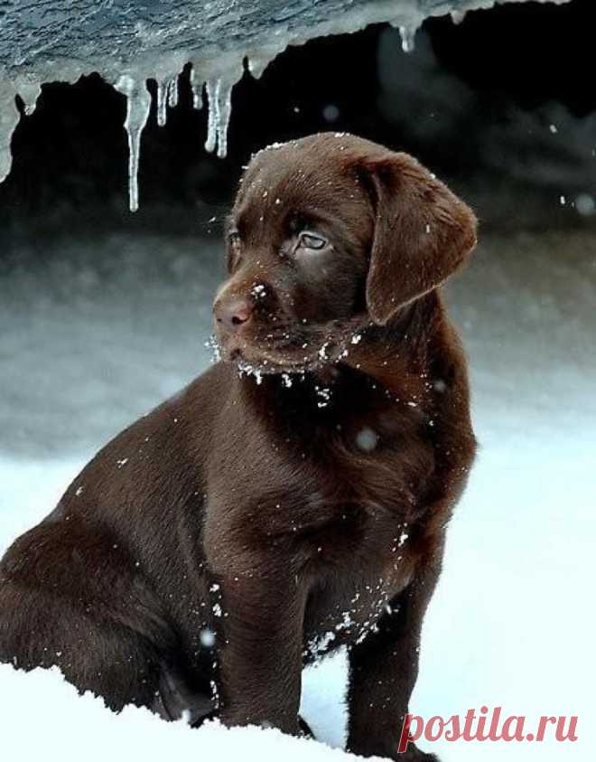 Adorable cute chocolate lab in snow ~ The Animals Planet