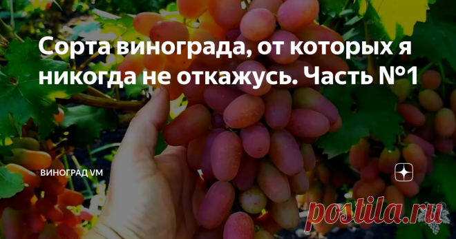 Сорта винограда, от которых я никогда не откажусь. Часть №1 Сегодня я расскажу Вам, от каких сортов винограда я никогда не откажусь.
Я буду рассматривать только те сорта, которые у меня на винограднике растут уже много лет.
Все новинки пока находятся на испытательном сроке, и по ним ещё рано делать какие-либо выводы.