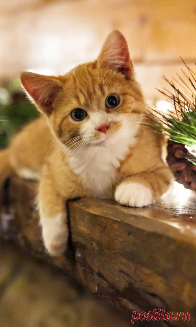 Cute Kitten