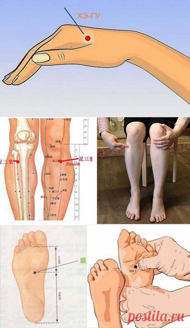 Как найти точку долголетия. Точка е 36 Цзу-Сань-ли. Цзу-Сань-ли точка долголетия. Цзу-Сань-ли (е36). Цзу-Сань-ли точка на теле.