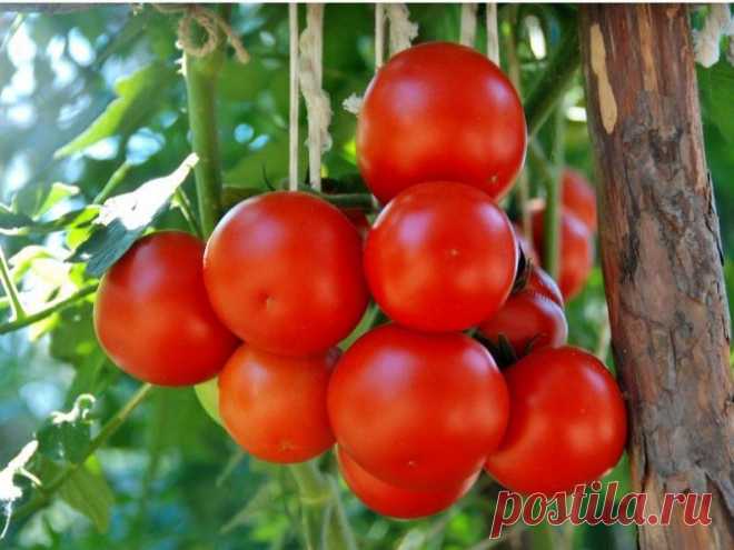Болезни рассады томатов: фото и их лечение