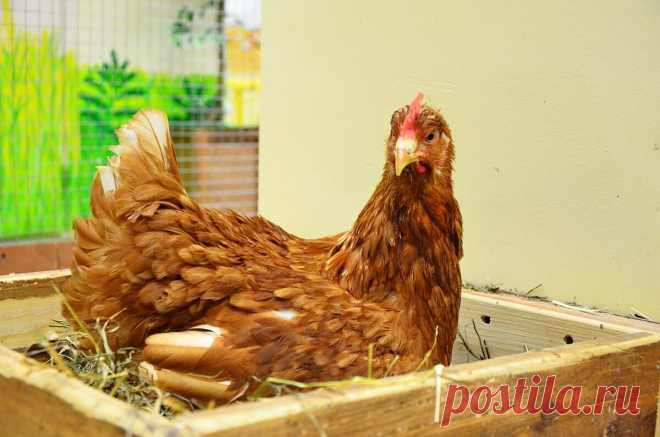 Как понять, какая курица кладет меньше всех яиц? | NESUSHKI.RU | Яндекс Дзен
