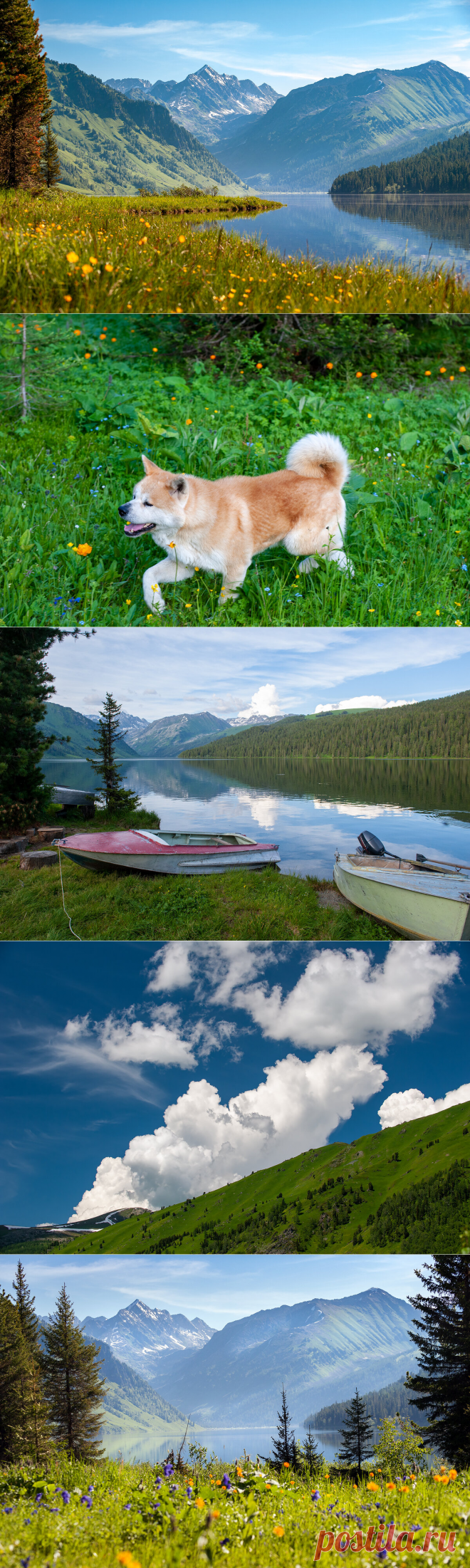 Тальменное озеро - дивный изумруд Горного Алтая | Фотопутешествия | Яндекс Дзен