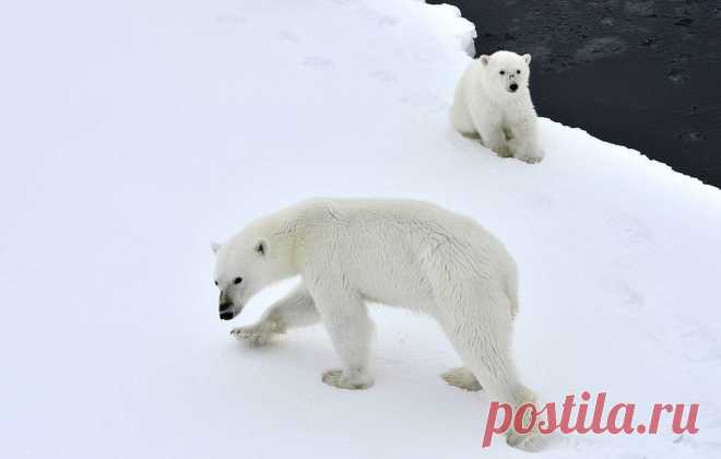 Ученые заявили о росте популяции белых медведей в Арктике Ученые располагают данными, позволяющими сделать вывод, что численность белых медведей в Арктике растет. Об этом сообщил журналистам во вторник директор